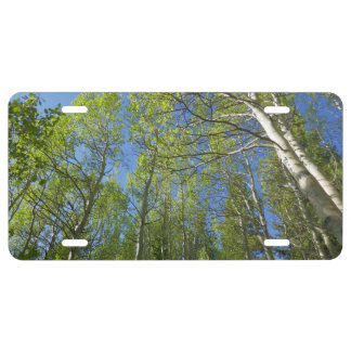 Summer Birch Trees at Rocky Mountain License Plate