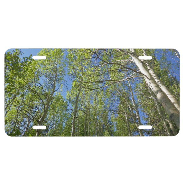 Summer Birch Trees at Rocky Mountain License Plate (Front)