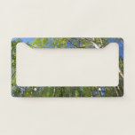 Summer Birch Trees at Rocky Mountain License Plate Frame