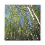 Summer Birch Trees at Rocky Mountain Magnet