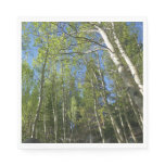 Summer Birch Trees at Rocky Mountain Napkins