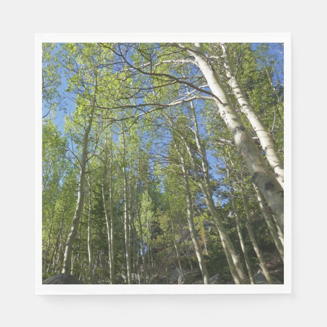 Summer Birch Trees at Rocky Mountain Napkins (Front)