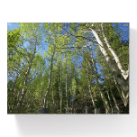 Summer Birch Trees at Rocky Mountain Paperweight