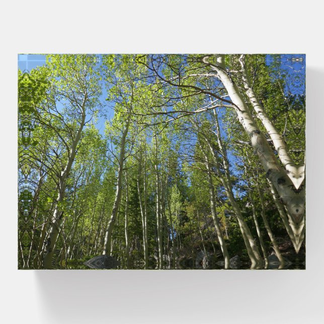 Summer Birch Trees at Rocky Mountain Paperweight (Front)