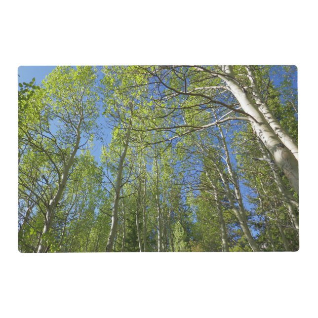 Summer Birch Trees at Rocky Mountain Placemat (Front)
