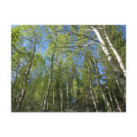 Summer Birch Trees at Rocky Mountain Postcard