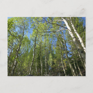 Summer Birch Trees at Rocky Mountain Postcard