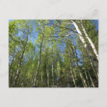 Summer Birch Trees at Rocky Mountain Postcard