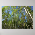 Summer Birch Trees at Rocky Mountain Poster