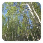 Summer Birch Trees at Rocky Mountain Square Sticker