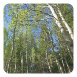 Summer Birch Trees at Rocky Mountain Square Sticker