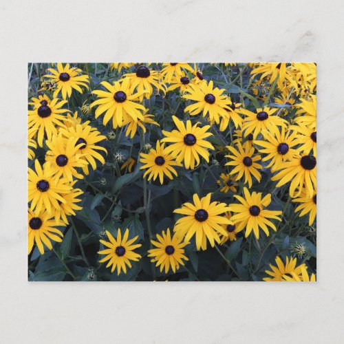 Summer Black_eyed Susan Wildflowers Postcard