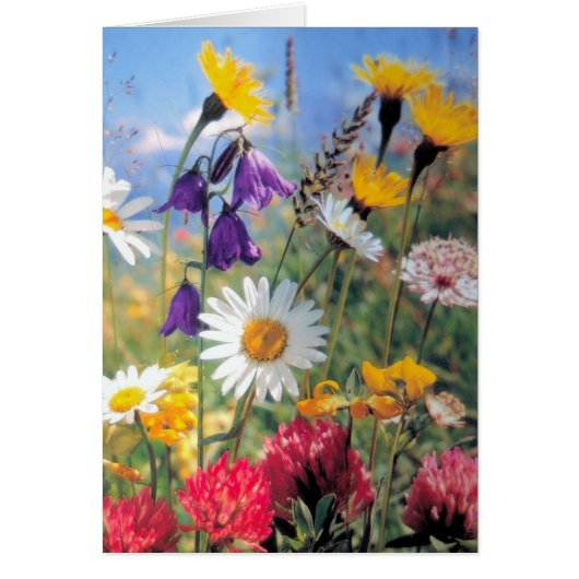 Summer Blooms Cards (Front)