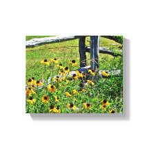 Summer Blue Ridge Parkway USA Wildflower Photo