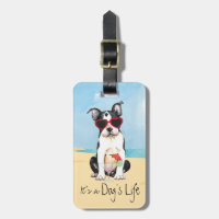 Summer Boston Terrier