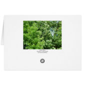 Summer Breeze (Back Horizontal)