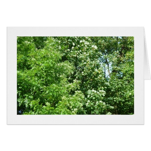 Summer Breeze (Front Horizontal)