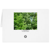 Summer Breeze Cards (Back Horizontal)
