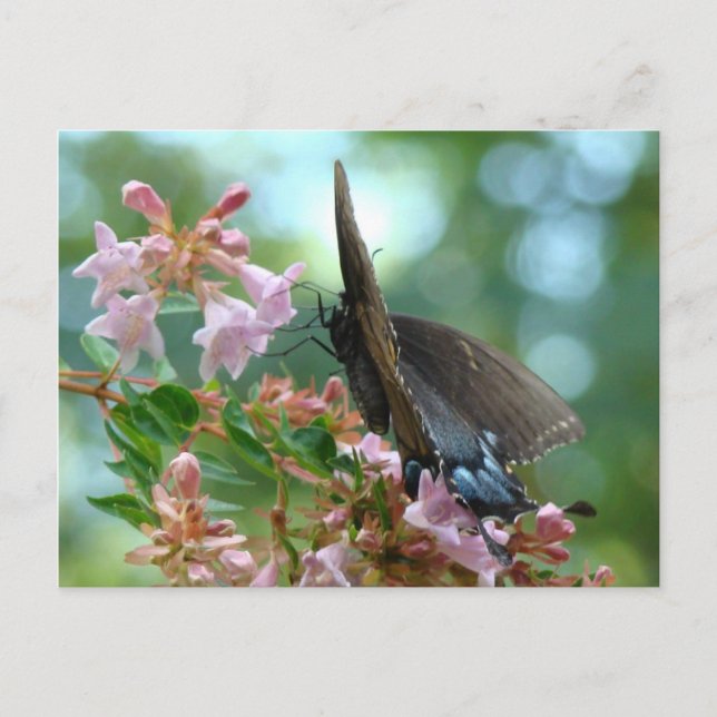 Summer Butterfly Blues Postcard (Front)