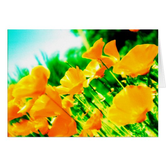 summer cards (Front Horizontal)