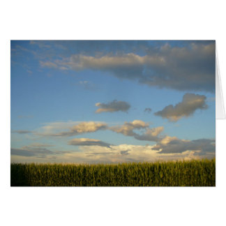 Summer Cornfield Cards