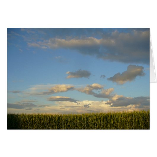 Summer Cornfield Cards (Front Horizontal)
