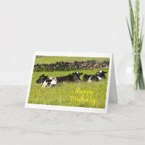 Summer cows Birthday Card