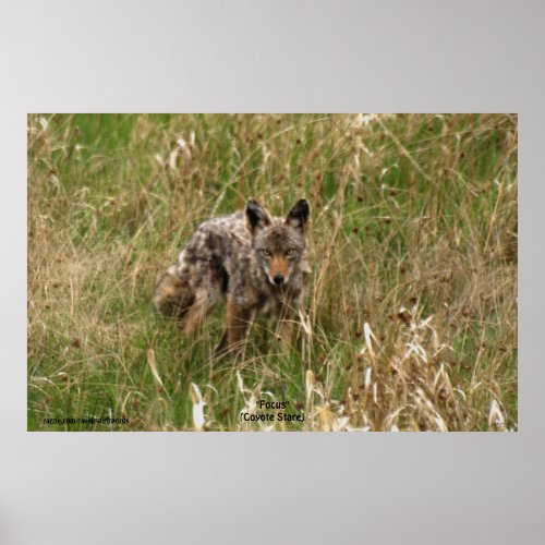 Summer Coyote in Long Grass Wildlife Photo Poster