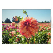 Summer Dahlia (Front Horizontal)