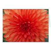 Summer Dahlia (Front Horizontal)