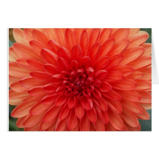Summer Dahlia (Front Horizontal)