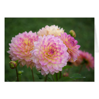 Summer Dahlia Cards