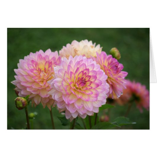 Summer Dahlia Cards (Front Horizontal)