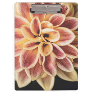 Summer Dahlia Flower (Floral Art) Clipboard