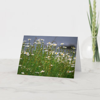 Summer Daisy-Card Card