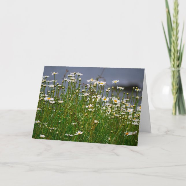 Summer Daisy-Card Card (Front)