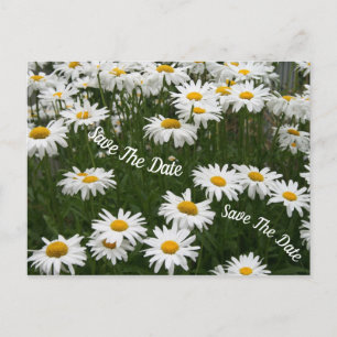 Summer Daisy Flower Save The Date Postcard