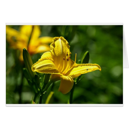 Summer Day Cards (Front Horizontal)