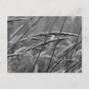 Summer Day Dreams Postcard