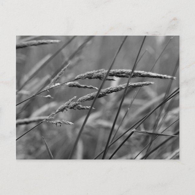 Summer Day Dreams Postcard (Front)