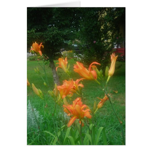 Summer daylilies cards (Front)