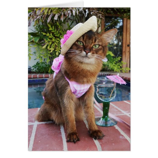 Summer Days Featuring Summer the Cat (Front)