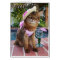 Summer Days Featuring Summer the Cat