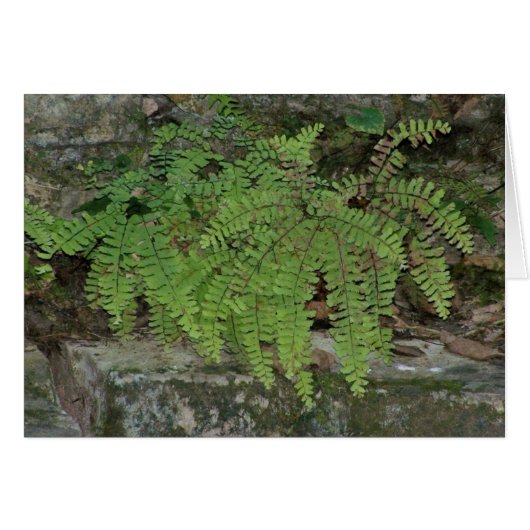 Summer Fern Cards (Front Horizontal)