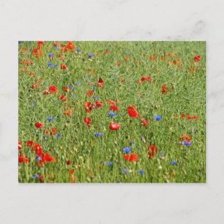 Summer field with red and blue flowers postcard