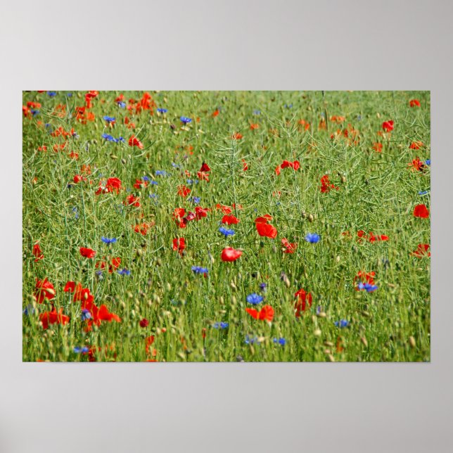 Summer field with red and blue flowers poster (Front)