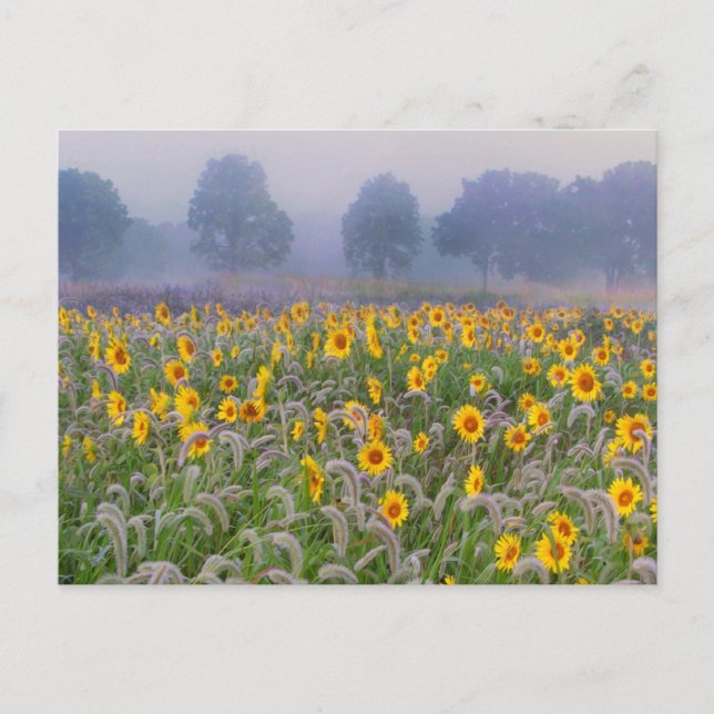 Summer fields postcard (Front)