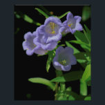 Summer Flowers 1 Photo Print<br><div class="desc">This beautiful floral photograph will add color to any room!</div>