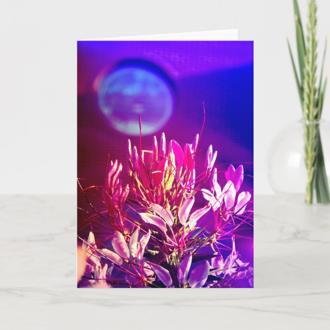 Summer Flowers Card (Front)