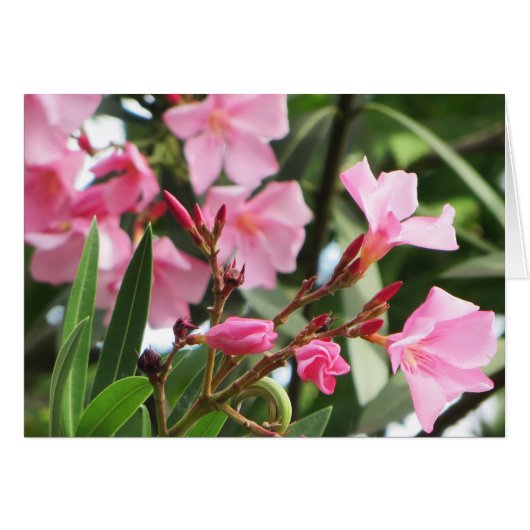 Summer Flowers Cards (Front Horizontal)